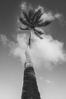 Yüksek bir hurma ağacı, bulutlu bir gökyüzüne karşı duruyor ve gövdesi uzun ve gür yapraklarıyla sergileniyor. Görüntü, doğanın güzelliğini basit ama çarpıcı tek renkli bir görüntüyle yakalar..