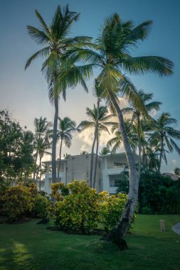 Titreyen bir tropik bahçede palmiye ağaçları yavaşça sallanıyor. Yumuşak ışık, gün batımında uzak binaların zemininde yemyeşil bir zemin oluşturarak sakin bir atmosfer yaratıyor..