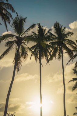 Tall palm trees stand silhouetted against a vibrant sunset. The sky is filled with warm colors, creating a serene atmosphere at the end of the day in a tropical location.