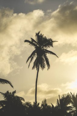 A slender palm tree stands tall against a dramatic sunset sky filled with clouds. The warm light creates a serene atmosphere near the beach in the evening.