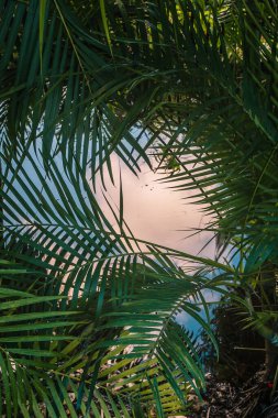 Sunset colors blend in the background as palm leaves frame a peaceful view. The bright hues shine through the greenery, creating a serene atmosphere.