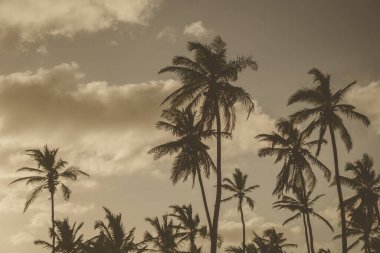 Tall palm trees silhouette against a colorful sunset sky. The warm hues create a peaceful atmosphere at the beach as clouds gently float by.