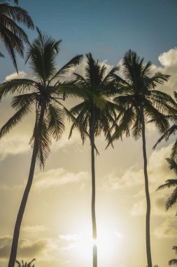 Golden sunlight shines through tall palm trees during a tropical sunset, creating a serene and peaceful atmosphere. The sky features beautiful hues of blue and orange.