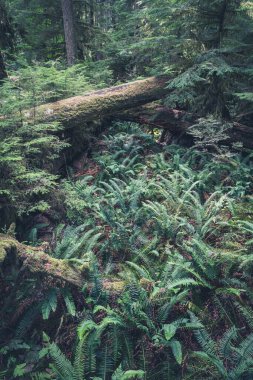 A peaceful forest scene shows vibrant green ferns covering the forest floor, with tall trees and a fallen log creating a natural landscape.