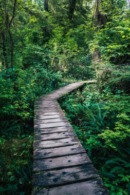 A winding wooden path leads through dense, vibrant greenery in a serene forest, inviting exploration and connection with nature.