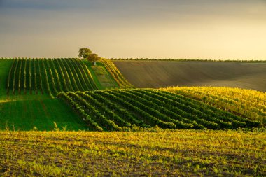 Rows of green vineyards stretch across rolling hills as the sun sets, casting a warm golden glow over the landscape and creating a serene atmosphere.