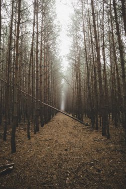 A serene path winds through tall trees in a misty forest, creating a peaceful atmosphere that invites quiet reflection.