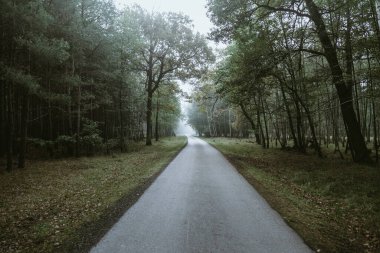 A quiet road winds through a dense forest under a thick fog, creating a mysterious atmosphere. The trees stand tall on either side.