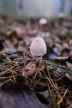 A small white mushroom stands alone in a forest, surrounded by fallen leaves and pine needles, showcasing nature's beauty and diversity.