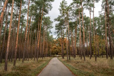 A peaceful road stretches between tall trees with green leaves. The scene captures the calm atmosphere of the forest in autumn.