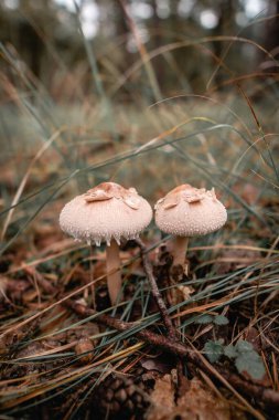 Two mushrooms stand among grass and fallen leaves in a forest. The ground is damp, and the trees provide a natural backdrop.