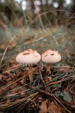Two small mushrooms stand on the forest floor, surrounded by dry grass and fallen leaves. The setting captures the essence of autumn.