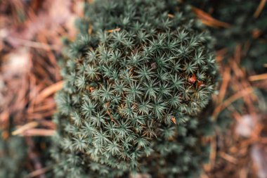 Soft green moss blankets the forest floor, showcasing intricate patterns and textures during a quiet autumn day in nature.