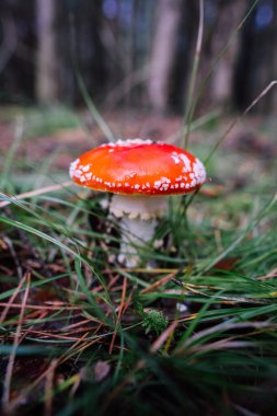 A vibrant red mushroom with white spots stands on green grass in a dense forest. Sunlight filters through the trees, creating a serene atmosphere.