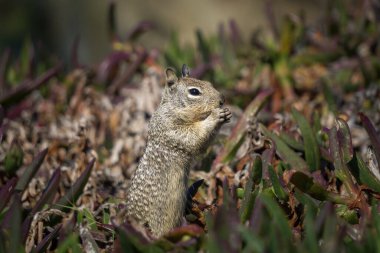 A small squirrel is foraging for food among lush green and purple plants on a sunny day in a garden.