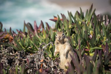 A curious squirrel stands upright among vibrant coastal plants, with waves crashing softly in the background during a sunny day.