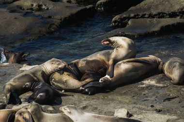 Bir grup deniz aslanı okyanus kenarındaki güneşli kayalarda dinleniyor. Kimisi daha aktifken, kimisi dinlenirken, neşe içinde etkileşime girerler. Sahne, doğanın canlı güzelliğini yakalar..