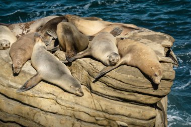A group of seals relaxes on a large rock by the sea. They bask in the sun, showing various shades of fur. The calm water and bright sunlight create a peaceful scene.