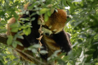 A red panda is curled up on a tree branch, surrounded by lush green leaves, enjoying a peaceful moment in its natural habitat.