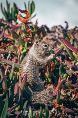 A small squirrel is sitting on its hind legs, nibbling on food while surrounded by vibrant plants near the beach. The sunny day adds warmth to this coastal scene.