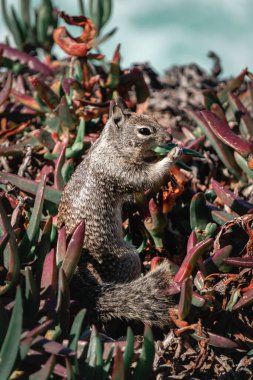 A small squirrel sits among vibrant coastal plants, munching on a snack. The scene captures the animal's natural behavior in a serene coastal environment, showcasing the beauty of nature.