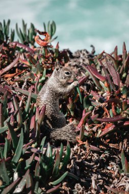 A squirrel is searching for food among colorful plants near the shoreline. The scene captures the animal enjoying its surroundings on a bright, clear day.