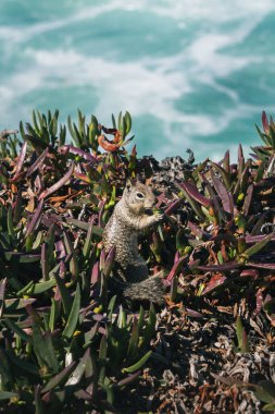 A squirrel is seen exploring green plants along the coastline. The bright ocean waves crash in the background, highlighting a sunny day at the beach.