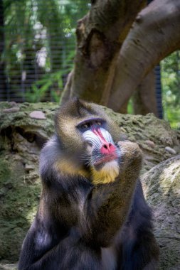A mandrill sits on a rock, thoughtfully gazing into the distance. The scene is set in a green, lush environment during daylight.