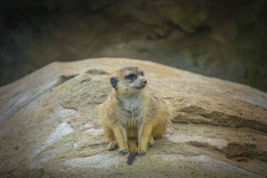 A meerkat sits comfortably on a rock in its habitat, looking around curiously during a sunny day outdoors, surrounded by natural scenery.