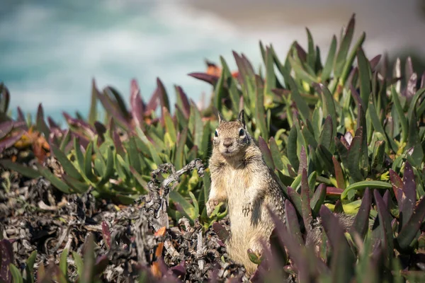A curious squirrel stands upright among vibrant coastal plants, with waves crashing softly in the background during a sunny day.