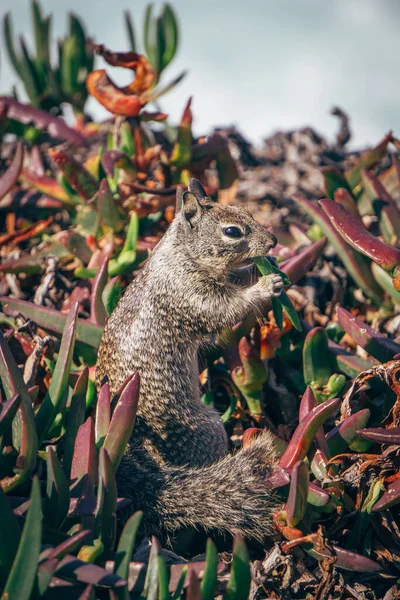 A small squirrel is sitting on its hind legs, nibbling on food while surrounded by vibrant plants near the beach. The sunny day adds warmth to this coastal scene.