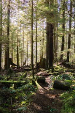 Sunlight filters through tall trees in a lush forest. Moss-covered logs line a winding path, creating a serene atmosphere perfect for nature lovers.