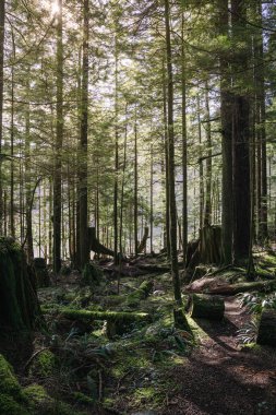 Sunlight streams through tall trees in a serene forest scene. Moss covers the ground and stumps, creating a tranquil atmosphere perfect for a nature walk.