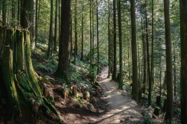 A winding trail cuts through a lush forest with tall trees and vibrant ferns. Sunlight filters through the leaves, creating a tranquil and serene atmosphere for walking.