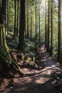 A winding path leads through a lush green forest, with sunlight breaking through the trees. Ferns and moss cover the ground, creating a serene and inviting atmosphere.