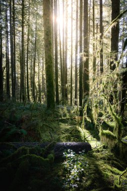 Sunlight pierces the tall trees of a vibrant forest. Soft moss covers the ground, while small plants thrive in the gentle light. A serene atmosphere envelops the area.