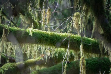 In a peaceful forest, soft green moss blankets a thick tree branch, while sunlight filters through the leaves, creating a calm and natural atmosphere, perfect for exploration.