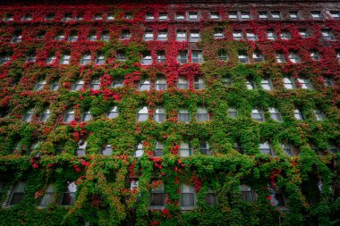 A tall building is adorned with lush green and vibrant red ivy. The climbing plants create a beautiful natural facade, showcasing the harmony of nature and urban life.