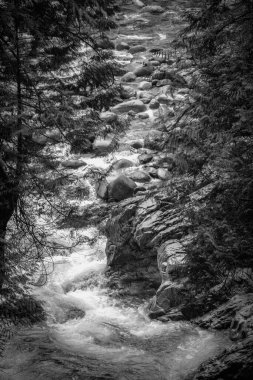 Water rushes over stones in a serene stream surrounded by trees. The scene captures the peacefulness of nature, showcasing the beauty of flowing water in the wilderness.