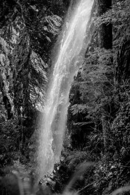 Water flows gracefully from a high cliff, surrounded by lush trees and rocky terrain. The natural setting is peaceful, creating a serene atmosphere in black and white.