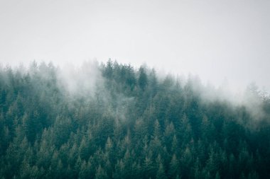 A tranquil forest emerges through the mist at dawn, showcasing a dense layer of evergreen trees. The soft fog envelops the treetops, creating a serene atmosphere.