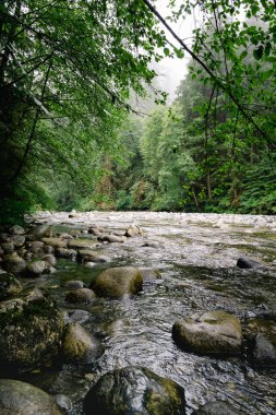 A serene river flows gently through a lush green forest, surrounded by large rocks. Fog hangs in the air, creating a peaceful and calming atmosphere in the wilderness.