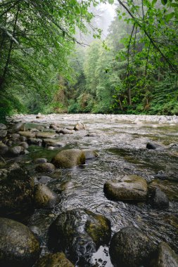 A serene river winds through a dense forest, surrounded by smooth stones and vibrant greenery. Fog softly hugs the trees, creating a calm, tranquil atmosphere.