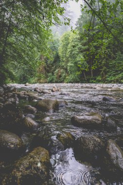 A clear river winds through a vibrant forest, with smooth rocks lining its banks. Rain creates ripples on the surface, adding to the peaceful atmosphere of this natural setting.