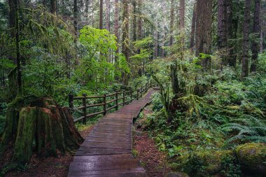 A wooden path leads through a vibrant forest filled with tall trees and green foliage. The scene is calm, and the air is fresh, typical of a spring morning in nature.