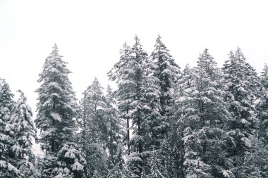 Tall evergreen trees are blanketed in fresh, white snow, creating a serene winter scene. The soft light gives the forest a calm and peaceful atmosphere.