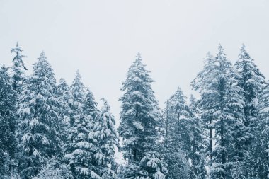 Snow blankets the tall evergreen trees in a serene winter scene. The sky appears gray, creating a calm atmosphere in this peaceful natural setting.