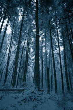Snow covers the ground in a serene forest where tall trees rise into the cold sky. Soft snowflakes fall, adding to the tranquil, wintry atmosphere of the landscape.