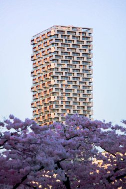 Kiraz ağaçları yumuşak pembeyle çiçek açarak bahar zamanı uzun ve çağdaş bir binaya karşı canlı bir ön plan oluştururlar..