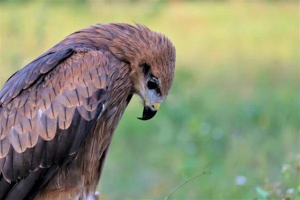 Autour Des Palombes Accipiter Fasciatus Est Oiseau Proie Taille Moyenne — Photo